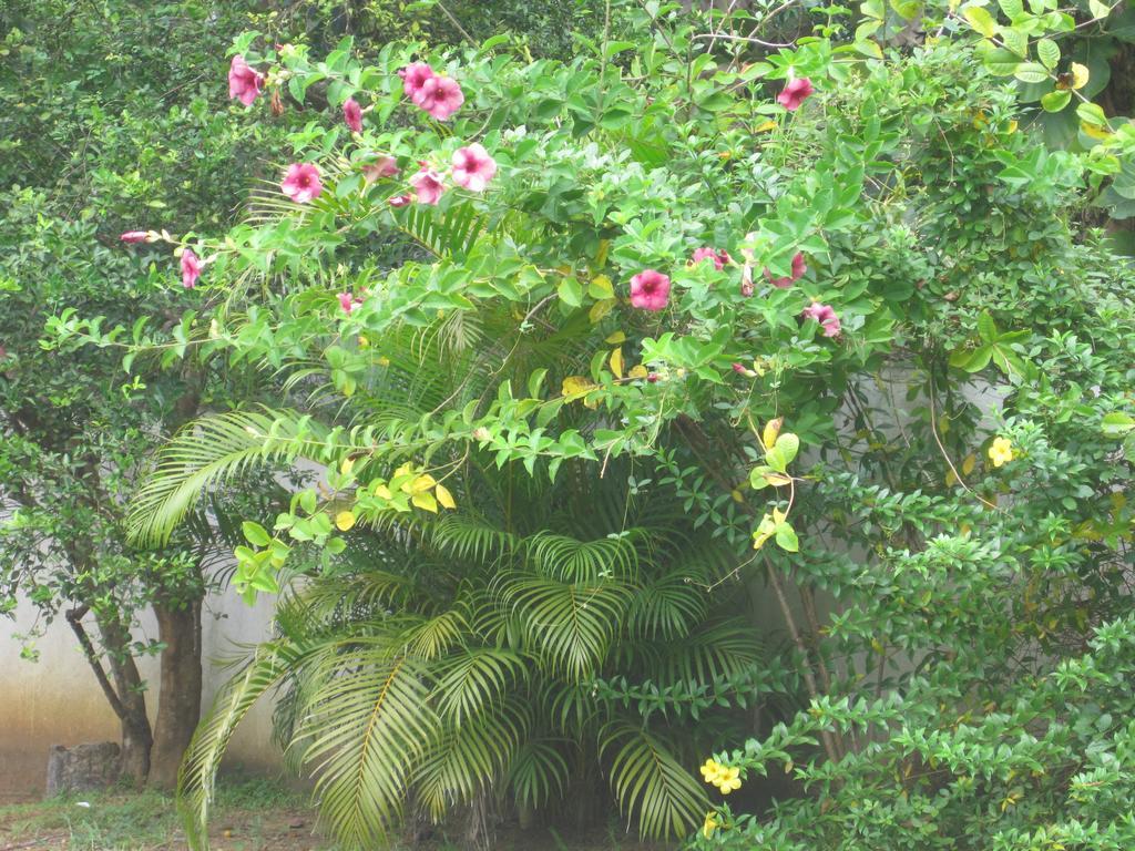 Ranith Villa Tangalle Exterior foto